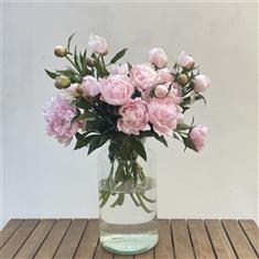 Peony Heaven