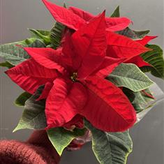 Poinsettia
