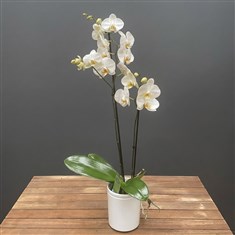Phalaenopsis Orchid
